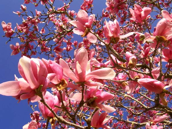 Wui je doslova prorostlé magnoliemi